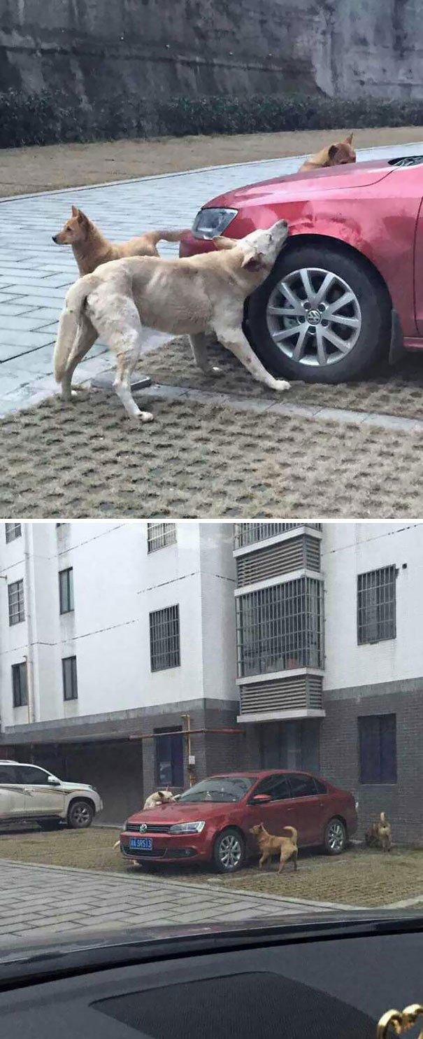 Después De Que El Conductor Pateara A Este Perro Callejero, Volvió Con Amigos A Destrozarle El Coche
