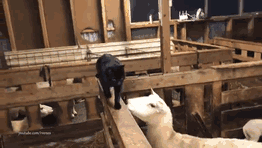 Oveja Vengándose De Un Gato