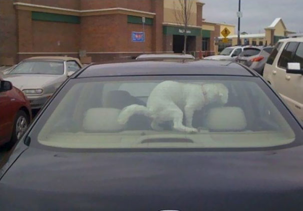 Lo Que Ocurre Cuando Dejas A Tu Perro Metido En El Coche