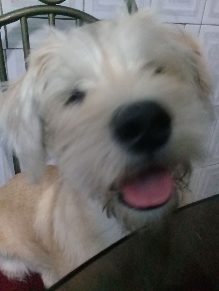 La Cara De Mi Perro Cada Vez Q Le Tomamos Una Foto