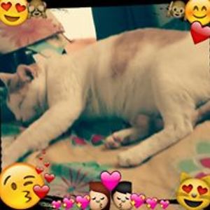 diamer1 avatar