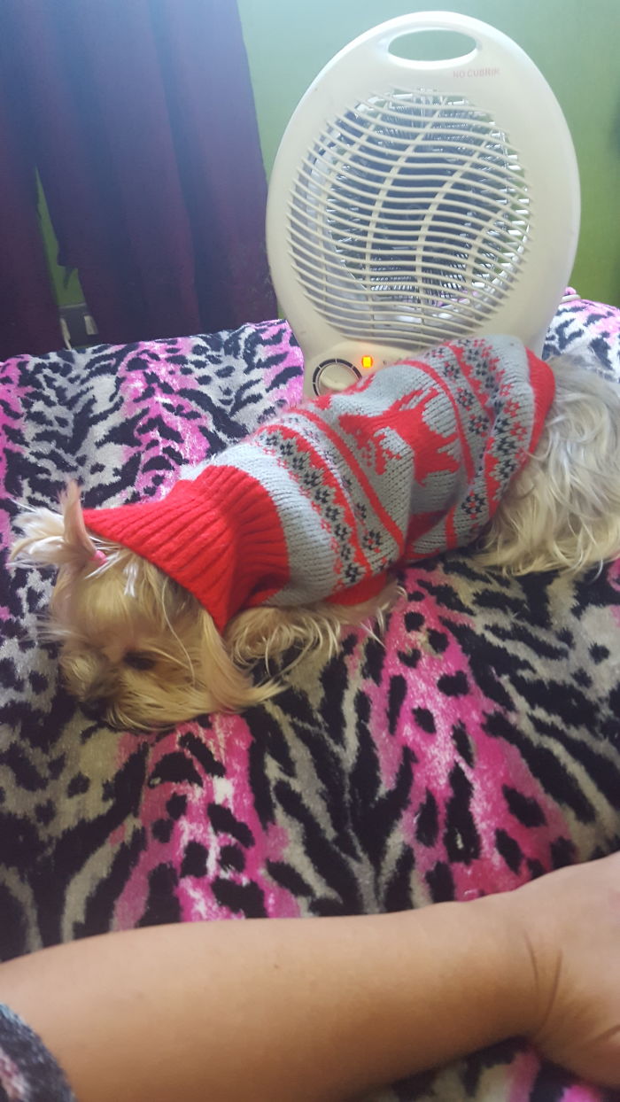 Asi Pasa El Frio Mi Perrita. Ella Cree Que Es La Unica Que Siente Frio!