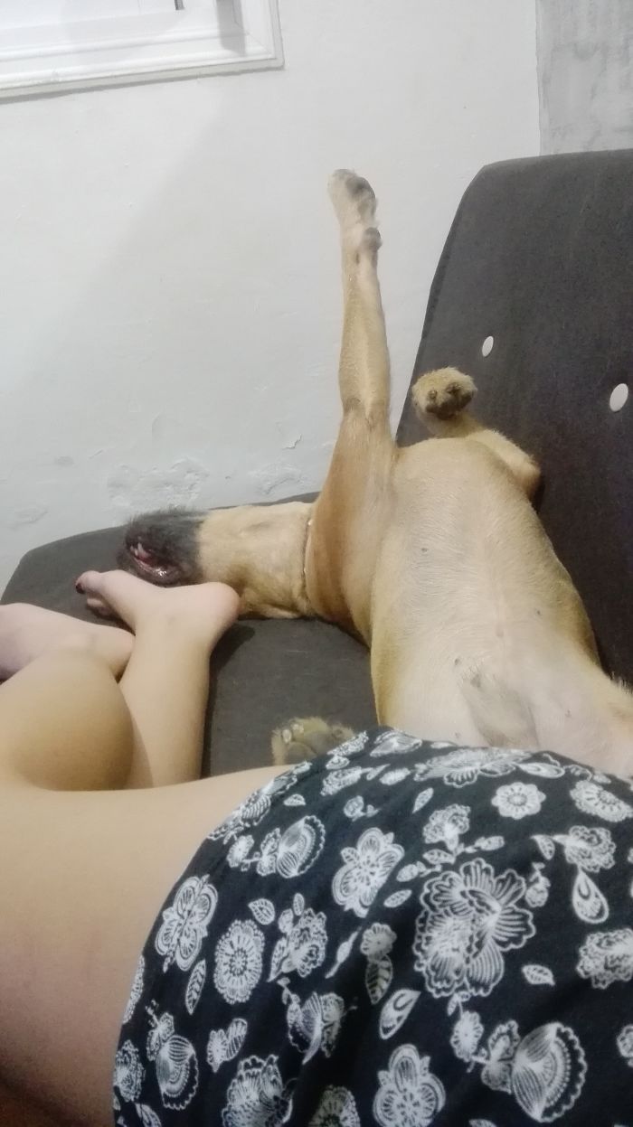 Postura Perruna Ideal Para Dormir, Según Nano...
