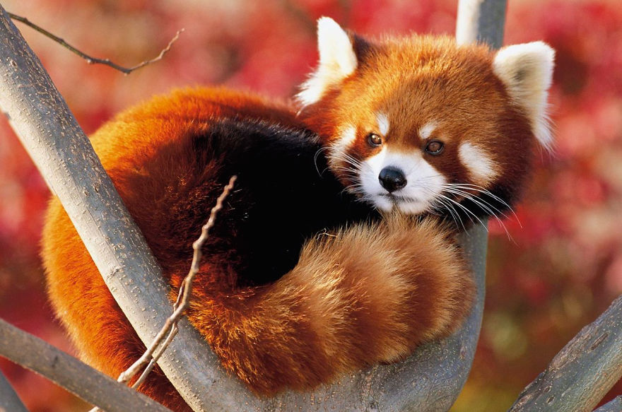 Panda Rojo