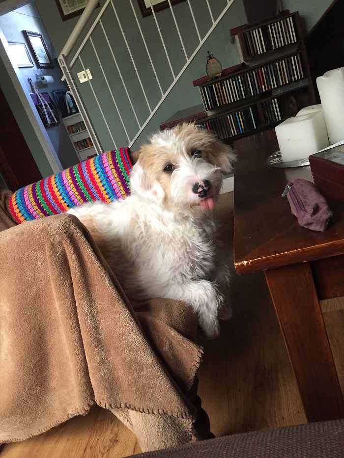 Mi Perra Y El Problema De Conseguir Que Mantenga La Lengua Dentro De La Boca