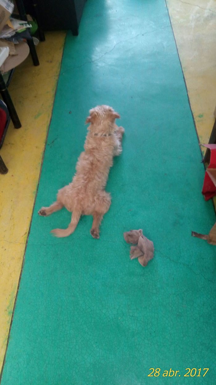 El Perro De Mi Hermana, Se Sienta Raro, Como Si Fuera Un Pollo