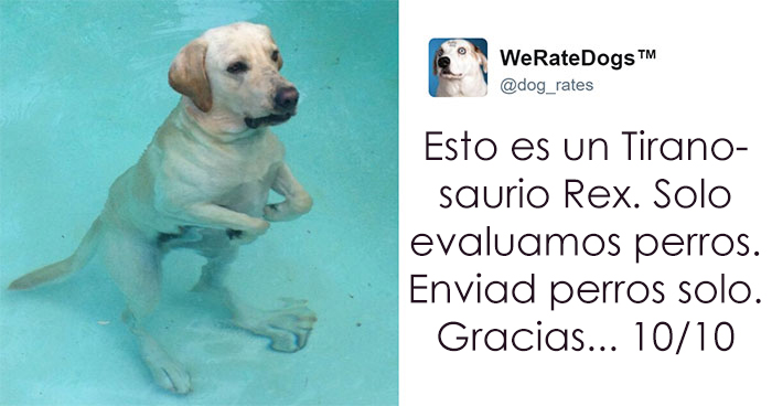 10+ Veces que la gente metió la pata al enviar fotos de perros al twitter «We Rate Dogs»