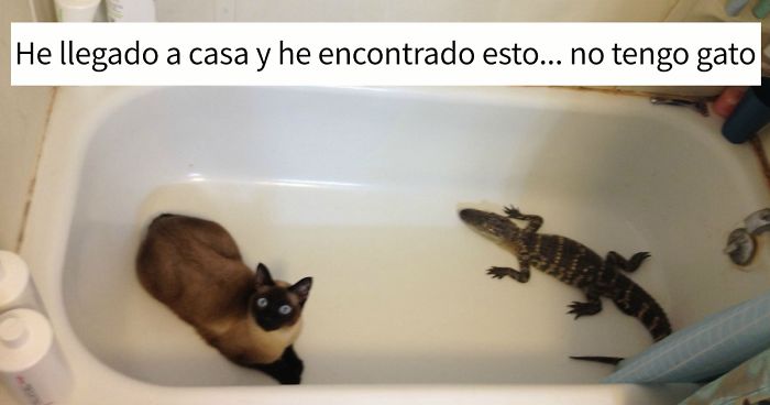 10+ Geniales momentos «pero si yo no tengo gato» que les han ocurrido alguna vez a los humanos