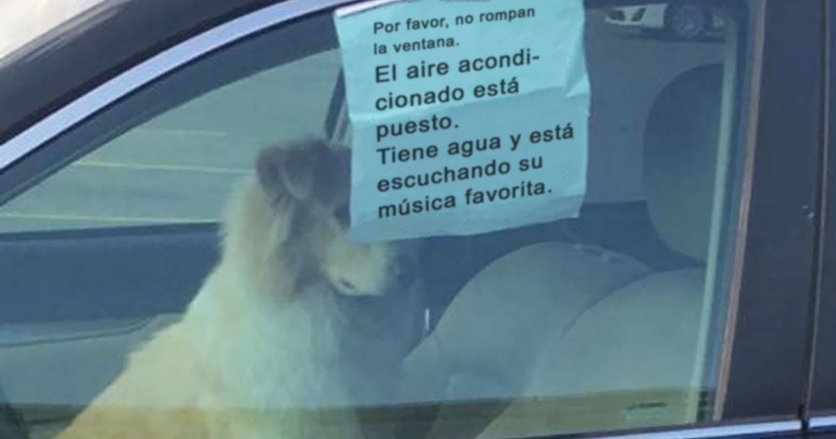 10+ Divertidos tuits sobre perros con los que te identificarás demasiado