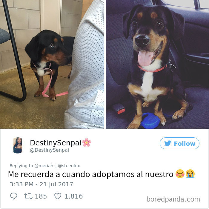 pitbull-adoptado-charlie-5