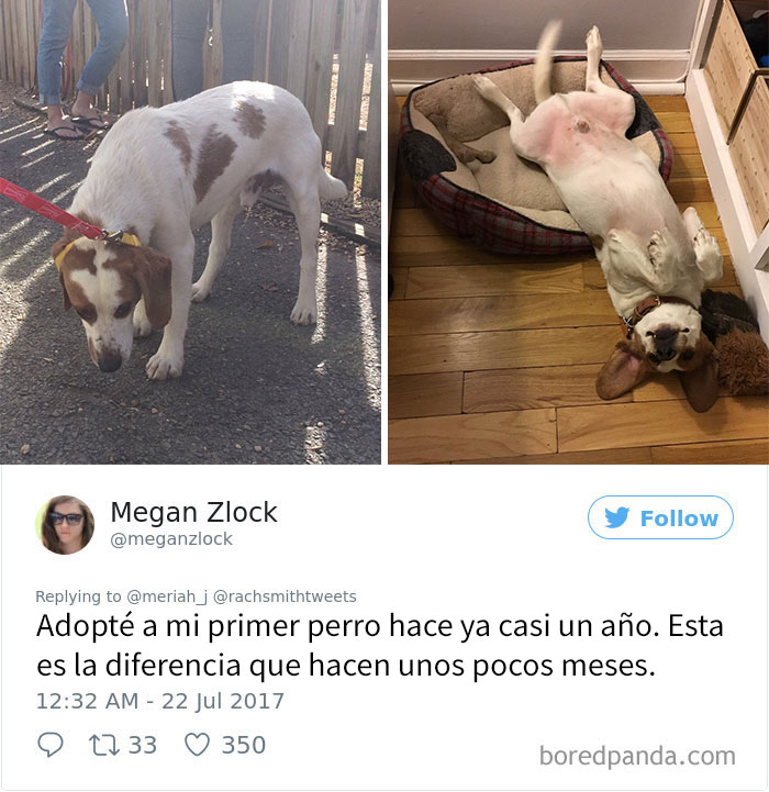 pitbull-adoptado-charlie-7