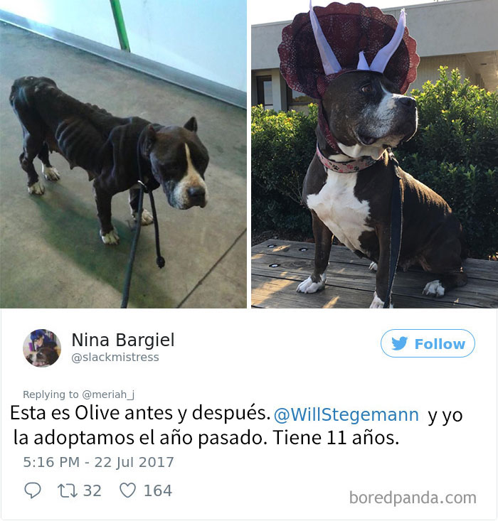 pitbull-adoptado-charlie-8