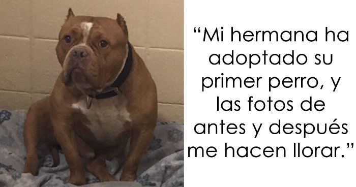 «Mi hermana adoptó a su primer perro y las fotos de antes y después me hacen llorar»