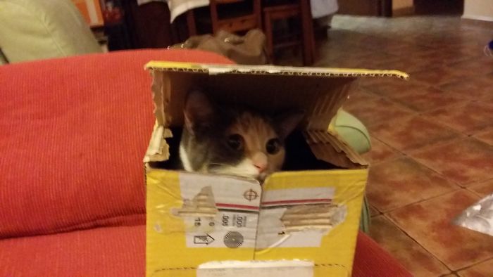 Sorpresa !!