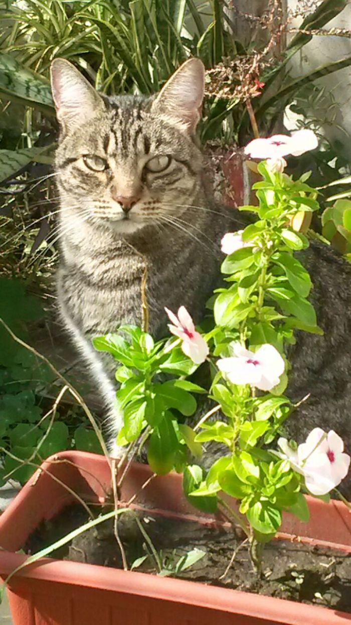 Me DespertÉ Y EncontrÉ A Mi Gato Ecologista ... Un Verdadero Rainbow Warrior!!
