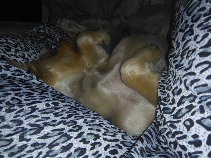 Cuando Duermo La Siesta Siempre Duerme Asi