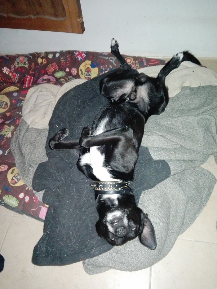 Me Levanto A Las 5 De La Mañana, Y A Esas Horas Parece Que Mi Perro Sueña Que Esta Bailando Thriller...