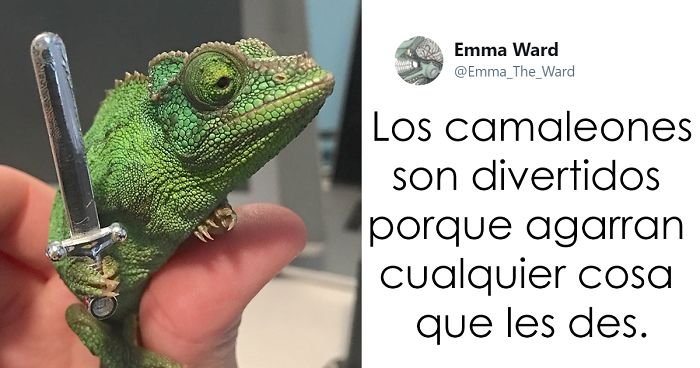 Han descubierto que los camaleones agarran cualquier cosa que les des, y es muy gracioso