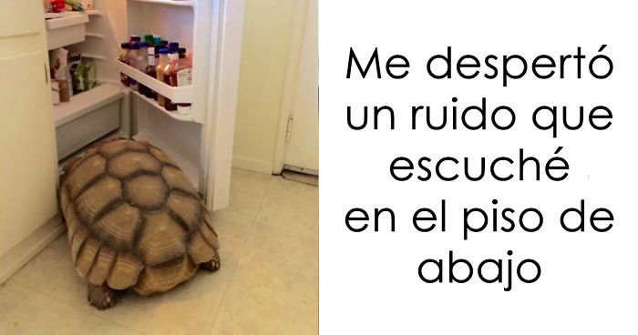 10+ Divertidos momentos «Me desperté y vi esto» que les han ocurrido a dueños de mascotas
