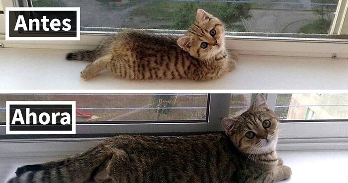 10+ Fotos del antes y después de gatos creciendo (2ª parte)