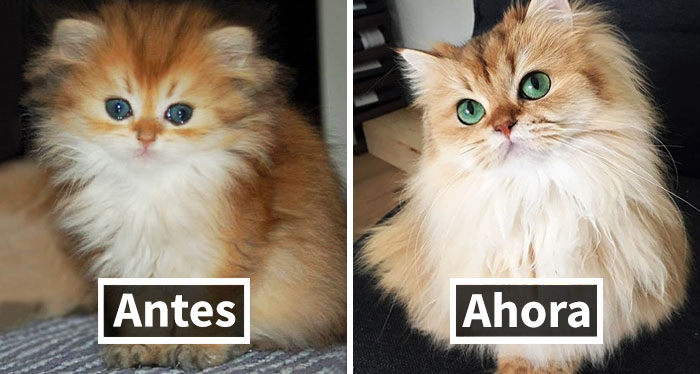 10+ Fotos del antes y después de gatos creciendo (2ª parte)