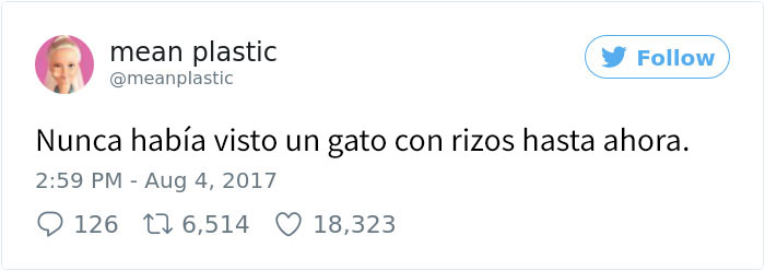 gatos-selkirkrex-2