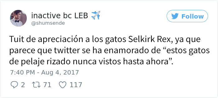 gatos-selkirkrex-3