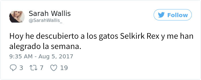 gatos-selkirkrex-5