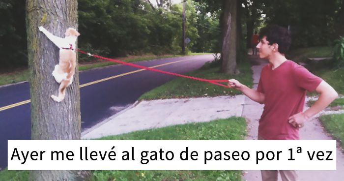 10+ Publicaciones sobre gatos en Tumblr de las que es imposible no reÃrse (2ª parte)