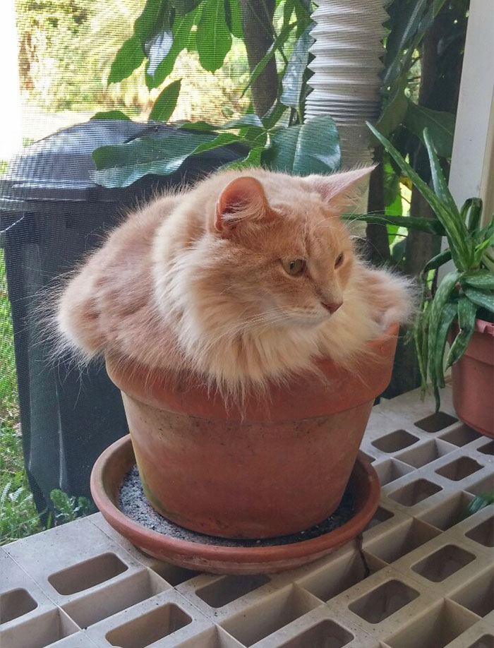 Esta Planta No Hace Falta Regarla