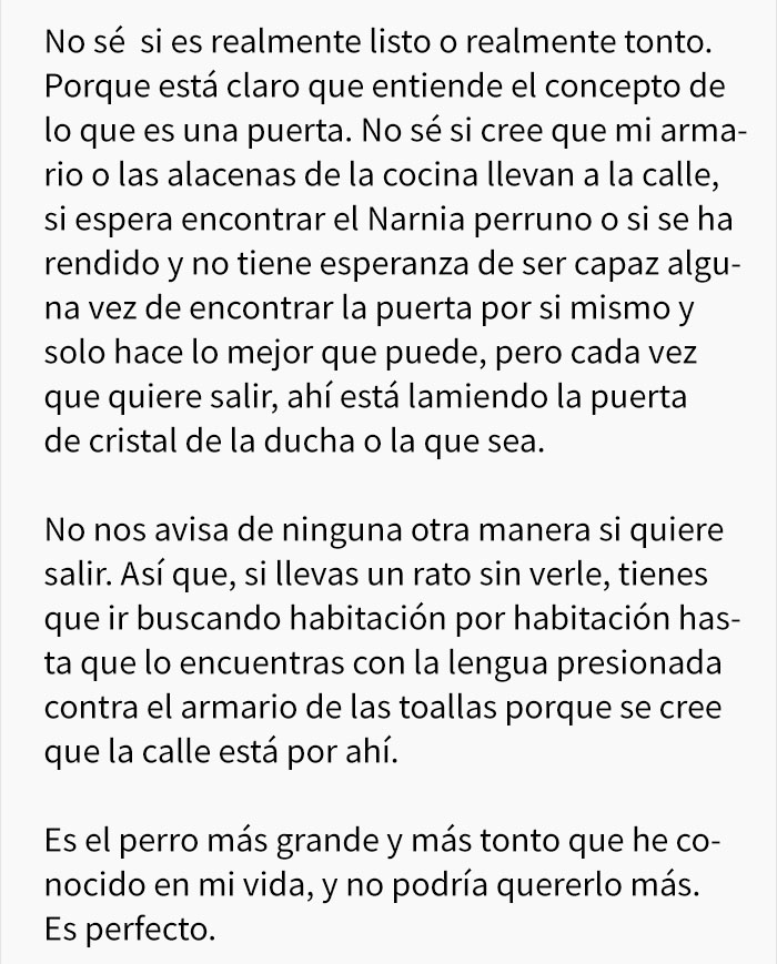 perro-confuso-3