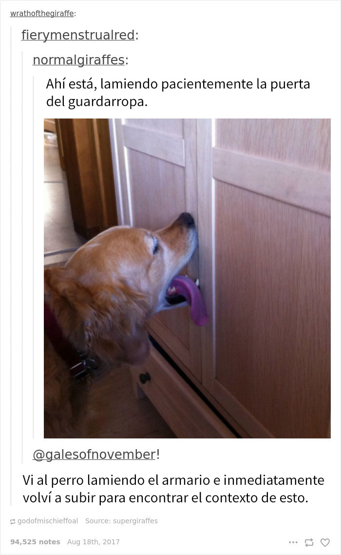 perro-confuso-4