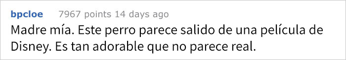 perrohogar-2