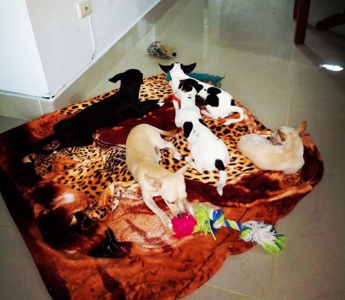 Mi Familia Perruna, 5 Chihuahuas
