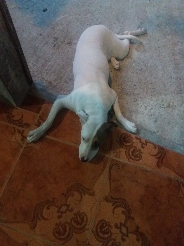 No Se Le Permite Entrar A La Casa, Pero Siempre Prueba Hasta Dónde Puede Entrar