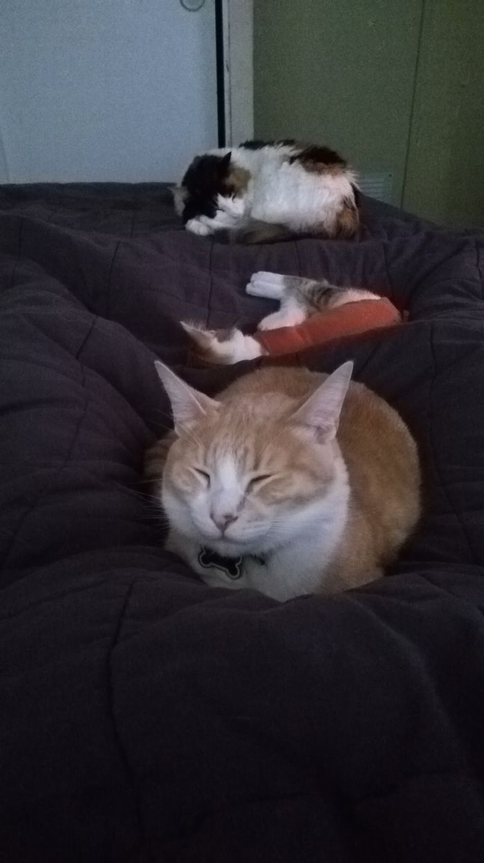 Yo Tratando De Dormir Cómodamente...