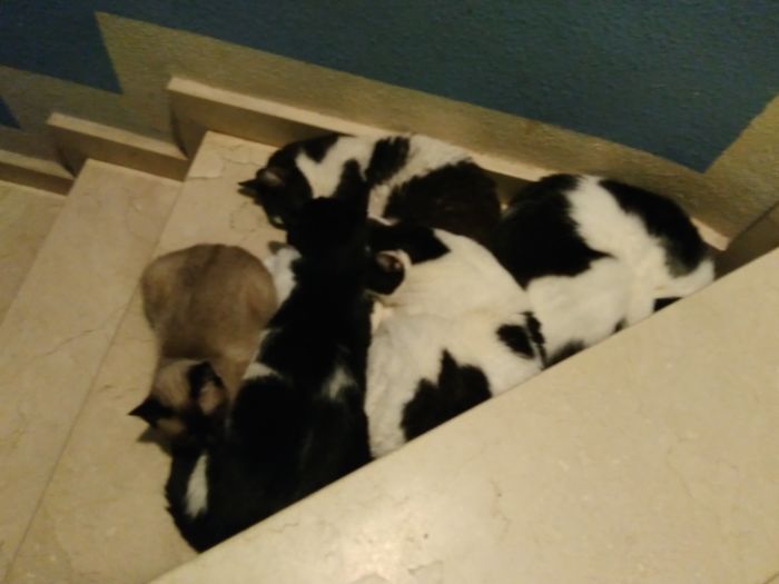Los 5 En La Escalera, Yo Pensando, Jo Como Paso :(