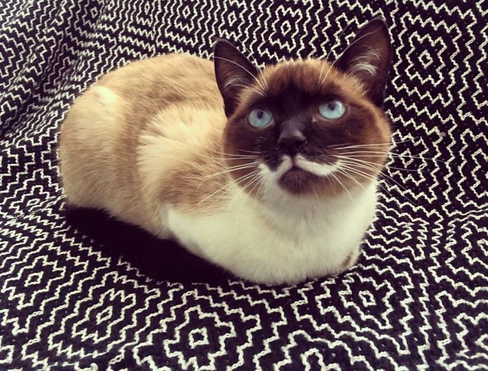 Bella Y Su Bigote