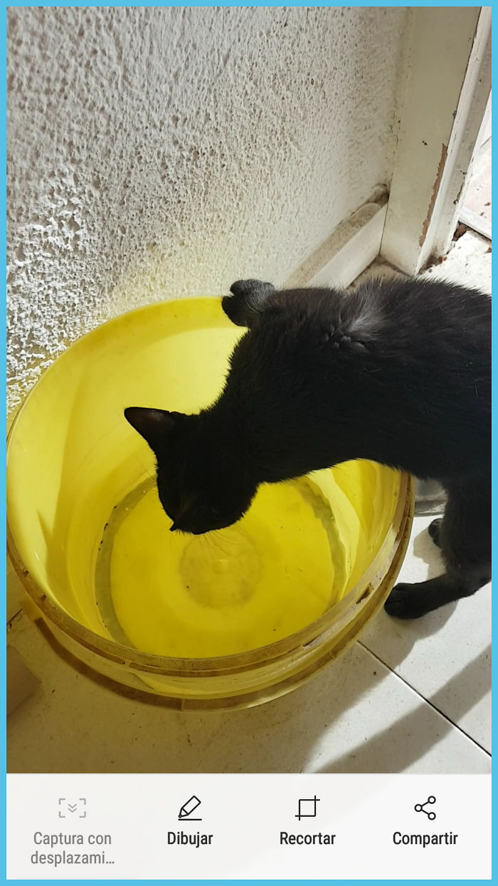 Es El Cubo De Agua De La Perra