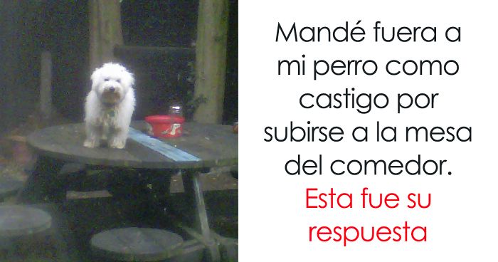 10+ Animales Geniales A Los Que No Les Importan Vuestras Estúpidas Normas