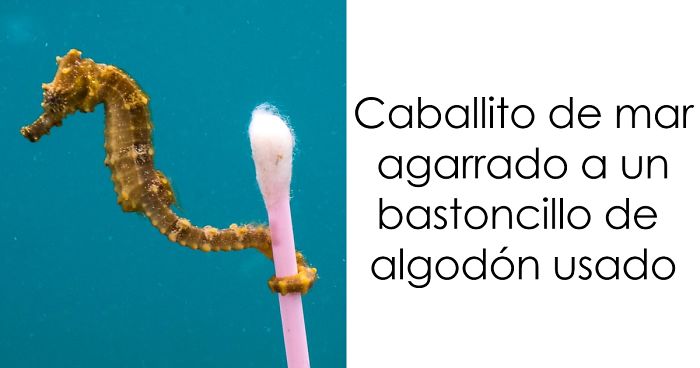Anuncian las 13 mejores fotos de fauna de 2017, y son realmente notables
