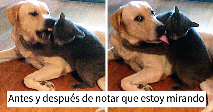 10+ Dueños que quisieron que perros y gatos convivieran, pero no salió como lo planeaban