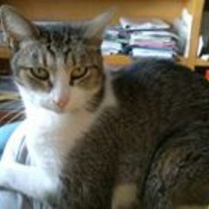 ixahuen avatar