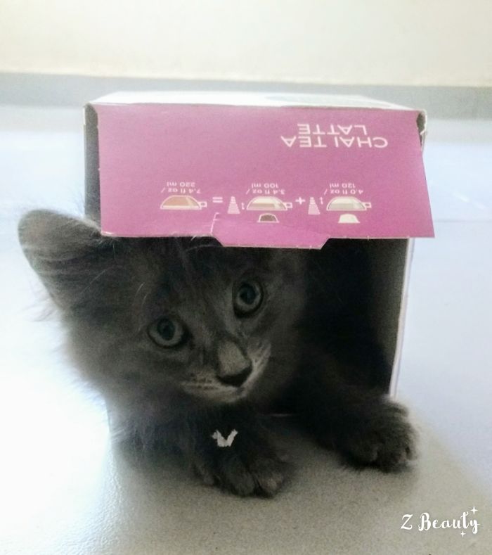 Mi Gatita Se Esconde En La Caja De Cápsulas De Café Para Atacar Tobillos Cuando Uno Pasa Por Al Lado.