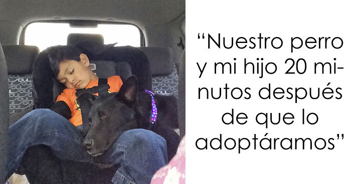 10+ Personas al conocer a sus perros por 1ª vez, sus caras te alegrarán el día