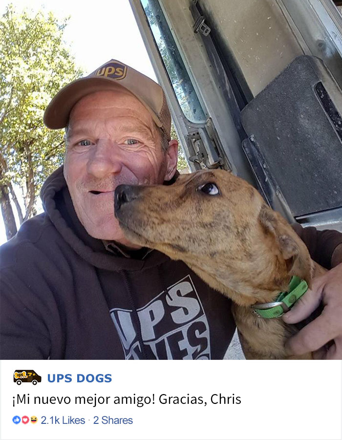perros-ups-1