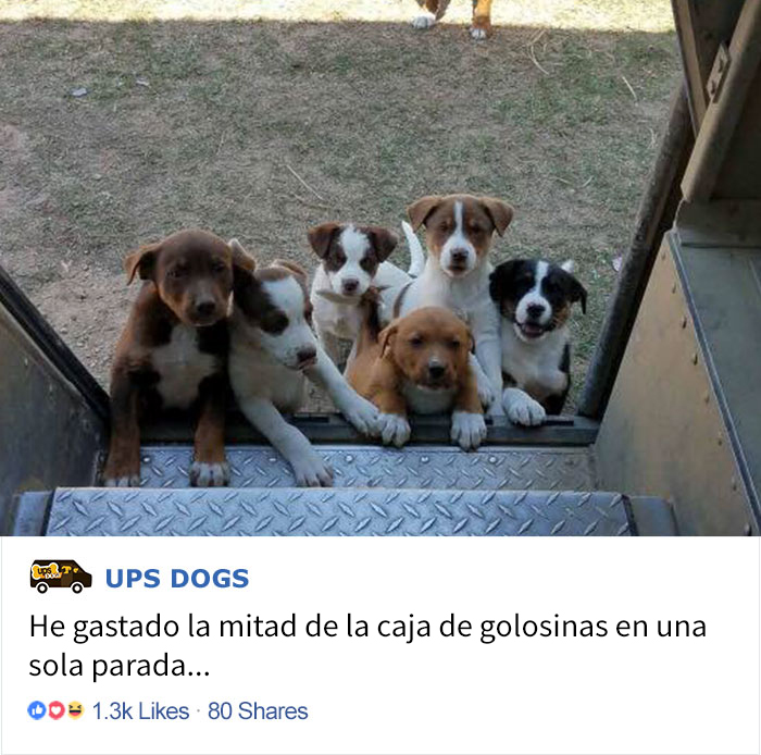 perros-ups-11