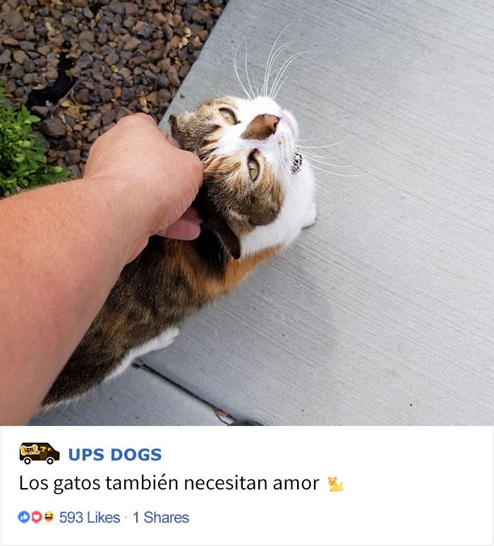 perros-ups-12