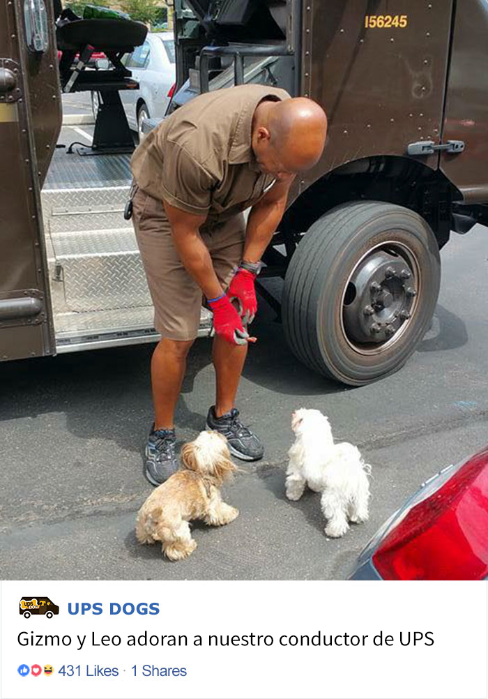 perros-ups-13