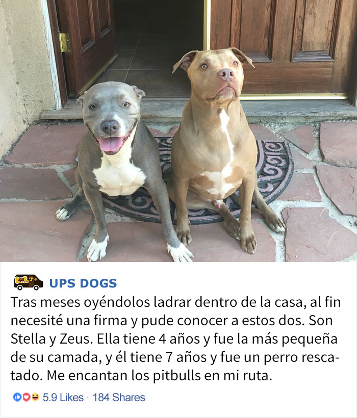 perros-ups-14